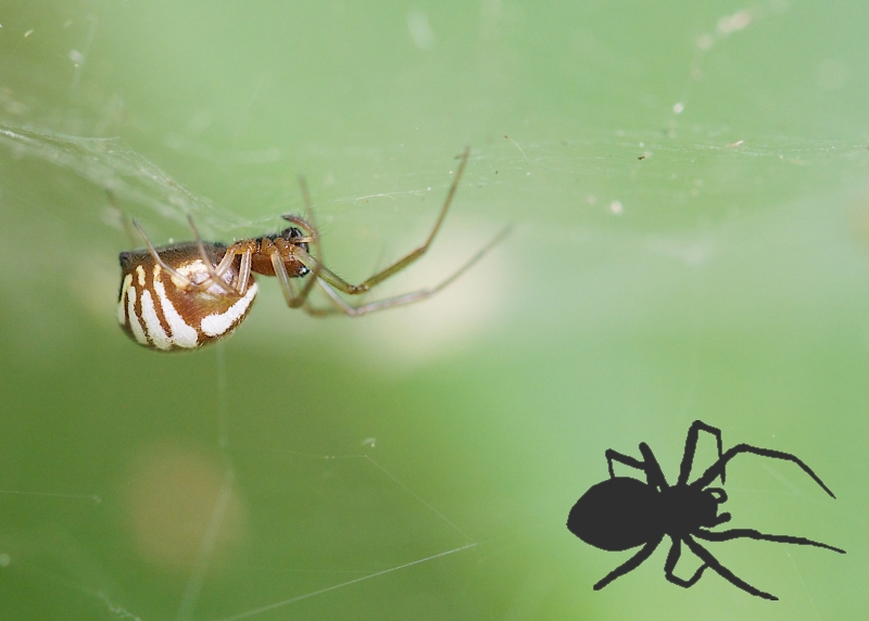 ID My Spider | The Arboretum